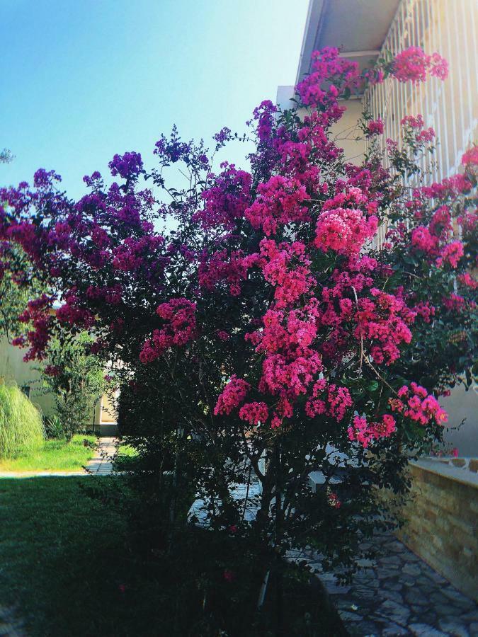 Vila Jovana Sutomore Exterior photo